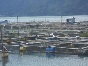 DAMPAK pandemi Covid-19 dirasakan petani ikan di wilayah Batur, dimana harga ikan turun drastis. Foto: gia