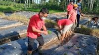 DEWA Gde Agung Pastika (kiri) menanam sayur-sayuran di lahan kosong. Foto: adi DEWA Gde Agung Pastika (kiri) menanam sayur-sayuran di lahan kosong. Foto: adi