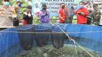 Lele 01 - ist BUPATI Ni Putu Eka Wiryastuti menggulirkan program gotong royong membeli produk hasil perikanan darat para petani ikan, dengan menggandeng 6.700 ASN di lingkungan Pemkab Tabanan. Foto: gagah