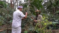 Foto : KOPI HUTAN LOKASI lahan hutan Desa Wanagiri yang ditanami kopi dan siap panen. Foto: ist Foto : KOPI HUTAN LOKASI lahan hutan Desa Wanagiri yang ditanami kopi dan siap panen. Foto: ist