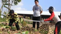 Foto: BUPATI SUWIRTA BUPATI Suwirta memantau situasi di TOSS di Karangdadi, Desa Kusamba, Kecamatan Dawan, Kabupaten Klungkung, pada Minggu (30/8). Foto” ist Foto: BUPATI SUWIRTA BUPATI Suwirta memantau situasi di TOSS di Karangdadi, Desa Kusamba, Kecamatan Dawan, Kabupaten Klungkung, pada Minggu (30/8). Foto” ist
