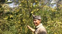 Foto: JERUK KINTAMANI MENJELANG musim panen raya, harga jeruk kintamani kerap anjlok. Kondisi ini menyebabkan para petani jeruk di Bangli ketar-ketir. Foto: gia Foto: JERUK KINTAMANI MENJELANG musim panen raya, harga jeruk kintamani kerap anjlok. Kondisi ini menyebabkan para petani jeruk di Bangli ketar-ketir. Foto: gia