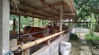 Foto: SAPI DINAS Pertanian Ketahanan Pangan (PKP) Bangli targetkan 100 ekor sapi atau kerbau terlindungi progam AUTS di tahun 2020. Foto: gia Foto: SAPI DINAS Pertanian Ketahanan Pangan (PKP) Bangli targetkan 100 ekor sapi atau kerbau terlindungi progam AUTS di tahun 2020. Foto: gia