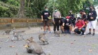Foto: WABUP SANJAYA WABUP Tabanan I Komang Gede Sanjaya menyempatkan memberi pakan kera, saat berkunjung ke DTW Alas Kedaton, Minggu (23/8). Foto: gap Foto: WABUP SANJAYA WABUP Tabanan I Komang Gede Sanjaya menyempatkan memberi pakan kera, saat berkunjung ke DTW Alas Kedaton, Minggu (23/8). Foto: gap