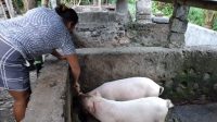 Foto: BABI PETERNAK babi diharap dapat melakukan penyiapan persediaan ulang atau restoking jelang hari raya Galungan dan Kuningan, pekan depan. Foto: nad Foto: BABI PETERNAK babi diharap dapat melakukan penyiapan persediaan ulang atau restoking jelang hari raya Galungan dan Kuningan, pekan depan. Foto: nad
