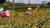 PETANI bunga gumitir Desa Bangbang, Bangli. Petani tersenyum cerah dipicu melambungnya harga bunga untuk bahan upakara menjelang Hari Raya Galungan. Foto: gia PETANI bunga gumitir Desa Bangbang, Bangli. Petani tersenyum cerah dipicu melambungnya harga bunga untuk bahan upakara menjelang Hari Raya Galungan. Foto: gia