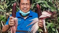 KADIS Pertanian Kota Denpasar, I Gede Ambara Putra, menunjukkan jagung ketan hitam hasil panen perdana di Subak Umadesa, Jumat (18/9). Foto: ist KADIS Pertanian Kota Denpasar, I Gede Ambara Putra, menunjukkan jagung ketan hitam hasil panen perdana di Subak Umadesa, Jumat (18/9). Foto: ist