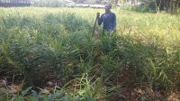 Foto: JAHE GAJAH PETANI di Desa Tiga, Kecamatan Susut, Bangli, tertarik mengembangkan tanaman jahe karena menanjaknya harga jahe belakangan ini. Foto: gia Foto: JAHE GAJAH PETANI di Desa Tiga, Kecamatan Susut, Bangli, tertarik mengembangkan tanaman jahe karena menanjaknya harga jahe belakangan ini. Foto: gia