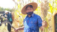 PANEN perdana jagung sorgum, di Subak Anyar Tegalinggah Tempek Dargin Margi, Desa Tegalinggah, Buleleng. Foto: rik PANEN perdana jagung sorgum, di Subak Anyar Tegalinggah Tempek Dargin Margi, Desa Tegalinggah, Buleleng. Foto: rik