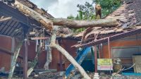 POHON pule timpa Pura Penataran Pasekan, Desa Jehem, Tembuku, Bangli, Minggu (13/9). Foto: gia POHON pule timpa Pura Penataran Pasekan, Desa Jehem, Tembuku, Bangli, Minggu (13/9). Foto: gia