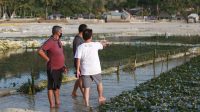 RUMPUBUPATI Suwirta mengunjungi lokasi penanaman rumput laut di sebelah barat Jembatan Kuning. Foto: istT LAUT BUPATI Suwirta mengunjungi lokasi penanaman rumput laut di sebelah barat Jembatan Kuning. Foto: ist