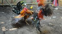 Foto: TAJEN MEMUTUS rantai penularan Covid-19, maka keramaian dalam bentuk tajen (sabung ayam) di setiap desa adat harus dihentikan sementara. Foto: net Foto: TAJEN MEMUTUS rantai penularan Covid-19, maka keramaian dalam bentuk tajen (sabung ayam) di setiap desa adat harus dihentikan sementara. Foto: net