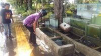 PEDAGANG ikan hias di Jalan Sudirman, Kota Negara. Jika pelaku usaha lain kelimpungan di tengah pandemi, sebaliknya omzet penjualan ikan hias meningkat di tengah wabah Corona. man PEDAGANG ikan hias di Jalan Sudirman, Kota Negara. Jika pelaku usaha lain kelimpungan di tengah pandemi, sebaliknya omzet penjualan ikan hias meningkat di tengah wabah Corona. man