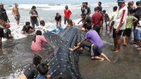 PROSES evakuasi kakya bintang (hiu paus) yang terdampar di Pantai Pekutatan, Banjar Yeh Kuning, Desa Pekutatan, Kecamatan Pekutatan, Jembrana, Selasa (29/9/2020). Foto: ist