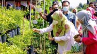 KETUA TP PKK NTB, Hj. Niken Saptarini Widyawati, saat memanen tanaman sayuran di pekarangan yang dimiliki Kelompok Wanita Tani (KWT) Flamboyan Kelurahan Pagutan, Kota Mataram, Kamis (24/9/2020). Foto: ist KETUA TP PKK NTB, Hj. Niken Saptarini Widyawati, saat memanen tanaman sayuran di pekarangan yang dimiliki Kelompok Wanita Tani (KWT) Flamboyan Kelurahan Pagutan, Kota Mataram, Kamis (24/9/2020). Foto: ist