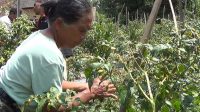 PETANI cabai di Bangli mengeluhkan serangan antraknosa. Kondisi ini membuat banyak cabai membusuk di pohon, dan membuat para petani memanen lebih awal sebelum busuk menyerang. Foto: gia PETANI cabai di Bangli mengeluhkan serangan antraknosa. Kondisi ini membuat banyak cabai membusuk di pohon, dan membuat para petani memanen lebih awal sebelum busuk menyerang. Foto: gia