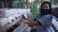 PETANI jamur tiram, Ni Nyoman Darsani asal Dusun Abang Kelod, Desa Abang, Kecamatan Abang, Karangasem saat menunjukkan budidaya jamur tiram Kelompok Wanita Tani. Foto: nad PETANI jamur tiram, Ni Nyoman Darsani asal Dusun Abang Kelod, Desa Abang, Kecamatan Abang, Karangasem saat menunjukkan budidaya jamur tiram Kelompok Wanita Tani. Foto: nad