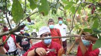 CABUP Tabanan, I Komang Gede Sanjaya, baru-baru ini menyempatkan diri untuk meninjau kebun kakao, dan kemudian melihat proses pengolahan kakao menjadi cokelat siap saji di ‘Cau Cokelat Bali’. Foto: ist CABUP Tabanan, I Komang Gede Sanjaya, baru-baru ini menyempatkan diri untuk meninjau kebun kakao, dan kemudian melihat proses pengolahan kakao menjadi cokelat siap saji di ‘Cau Cokelat Bali’. Foto: ist