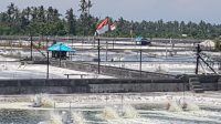 LOKASI tambak udang seluas 9 ha lebih yang ada di Desa Patas, Kecamatan Gerokgak, Buleleng. Kini para pemilik tambak resah karena virus AHPND menyerang udang mereka. Foto: rik LOKASI tambak udang seluas 9 ha lebih yang ada di Desa Patas, Kecamatan Gerokgak, Buleleng. Kini para pemilik tambak resah karena virus AHPND menyerang udang mereka. Foto: rik