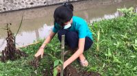 PENANAMAN tanaman upakara di Beji Merak, Banjar Abasan, Desa Singapadu Tengah, Sukawati. Foto: adi PENANAMAN tanaman upakara di Beji Merak, Banjar Abasan, Desa Singapadu Tengah, Sukawati. Foto: adi