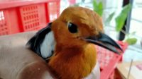 KARANTINA Pertanian Denpasar kembali berhasil menggagalkan ribuan burung tanpa dokumen yang akan diselundupkan ke Pulau Jawa, Selasa (6/10/2020). Ribuan burung rencananya akan dikirim dari Bali menuju Solo dan Yogyakarta, dengan tanpa melakukan animal welfare (kesejahteraan hewan). Foto: ist KARANTINA Pertanian Denpasar kembali berhasil menggagalkan ribuan burung tanpa dokumen yang akan diselundupkan ke Pulau Jawa, Selasa (6/10/2020). Ribuan burung rencananya akan dikirim dari Bali menuju Solo dan Yogyakarta, dengan tanpa melakukan animal welfare (kesejahteraan hewan). Foto: ist