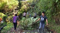 DUA pohon enau tumbang dan sempat menutup akses jalan menuju Subak Pucang, di Banjar Dinas Kelaci, Desa Marga Dauh Puri, Kecamatan Marga, Selasa (13/10/2020). Foto: ist DUA pohon enau tumbang dan sempat menutup akses jalan menuju Subak Pucang, di Banjar Dinas Kelaci, Desa Marga Dauh Puri, Kecamatan Marga, Selasa (13/10/2020). Foto: ist