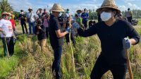 NYOMAN Giri Prasta dan I Ketut Suiasa terlibat langsung dalam melaksanakan penggrompyokan atau pembasmian hama tikus di areal persawahan Subak Penarungan. Foto: ist NYOMAN Giri Prasta dan I Ketut Suiasa terlibat langsung dalam melaksanakan penggrompyokan atau pembasmian hama tikus di areal persawahan Subak Penarungan. Foto: ist