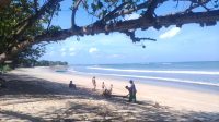02434 Badung Penebangan Pohon di Pantai Kuta
