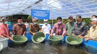 BUPATI Made Gianyar, menebar benih ikan lele dengan Kelompok Pembudidaya Ikan Kecil (Pokdakan) Lusuh Sejahtera di Banjar Dinas Tambahan Kelod, Desa Jehem, Kecamatan Tembuku, Selasa (10/11/2020). Foto: ist BUPATI Made Gianyar, menebar benih ikan lele dengan Kelompok Pembudidaya Ikan Kecil (Pokdakan) Lusuh Sejahtera di Banjar Dinas Tambahan Kelod, Desa Jehem, Kecamatan Tembuku, Selasa (10/11/2020). Foto: ist
