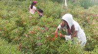 PETANI memanen bunga pacar. Nasib petani bunga pacar di Bangli belakangan jauh dari menyenangkan, gegara harga bunga anjlok di pasar tradisional Bangli. Foto: gia PETANI memanen bunga pacar. Nasib petani bunga pacar di Bangli belakangan jauh dari menyenangkan, gegara harga bunga anjlok di pasar tradisional Bangli. Foto: gia