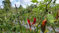 CUACA buruk yang melanda sebagian besar wilayah di Kabupaten Karangasem berdampak terhadap menurunnya hasil panen cabai dan tomat di Kecamatan Selat dan Rendang. Foto: nad CUACA buruk yang melanda sebagian besar wilayah di Kabupaten Karangasem berdampak terhadap menurunnya hasil panen cabai dan tomat di Kecamatan Selat dan Rendang. Foto: nad
