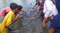 HIU puas yang terdampar di perairan Sekotong, Lombok Barat, NTB membuat heboh warga sekitar. Foto: ade HIU puas yang terdampar di perairan Sekotong, Lombok Barat, NTB membuat heboh warga sekitar. Foto: ade