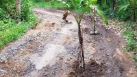 Jalan Rusak Warga Tanami Pisang