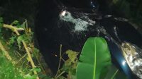 KECELAKAAN lalu lintas di Jalan Umum Banjar Bayad, Desa Melinggih, Kecamatan Payangan, Gianyar, mengakibatkan mobil Suzuki Splash masuk parit. Foto: ist KECELAKAAN lalu lintas di Jalan Umum Banjar Bayad, Desa Melinggih, Kecamatan Payangan, Gianyar, mengakibatkan mobil Suzuki Splash masuk parit. Foto: ist