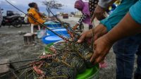 INILAH lobster yang dibudidayakan nelayan di perairan Selatan Lombok Timur. Foto: rul INILAH lobster yang dibudidayakan nelayan di perairan Selatan Lombok Timur. Foto: rul