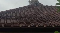 SEEKOR monyet di atap rumah penduduk di Banjar Buda Ireng, Desa Batubulan Kangin. Foto: ist SEEKOR monyet di atap rumah penduduk di Banjar Buda Ireng, Desa Batubulan Kangin. Foto: ist