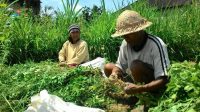 PETANI di Subak Yangapi, Tembuku, Bangli, beberapa bulan terakhir tidak bisa menanam padi dan beralih tanam palawija karena debit air mengecil. Foto: gia PETANI di Subak Yangapi, Tembuku, Bangli, beberapa bulan terakhir tidak bisa menanam padi dan beralih tanam palawija karena debit air mengecil. Foto: gia