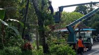 PETUGAS gabungan dari BPBD, DLH, dan PLN, Jumat (27/11/2020), merabas sejumlah pohon perindang di Tabanan, guna mengantisipasi kemungkinan hal buruk atas cuaca ekstrem yang terjadi akhir-akhir ini. Foto: ist PETUGAS gabungan dari BPBD, DLH, dan PLN, Jumat (27/11/2020), merabas sejumlah pohon perindang di Tabanan, guna mengantisipasi kemungkinan hal buruk atas cuaca ekstrem yang terjadi akhir-akhir ini. Foto: ist