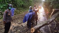 PETUGAS membersihkan pohon satu yang tumbang ke tengah jalan. Foto: ist PETUGAS membersihkan pohon satu yang tumbang ke tengah jalan. Foto: ist