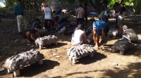 SEJUMLAH pekerja sibuk membuat struktur rumah terumbu karang buatan sebagai bagian program PEN Padat Karya melalui restorasi terumbu karang di Desa Baktiseraga. Foto: ist SEJUMLAH pekerja sibuk membuat struktur rumah terumbu karang buatan sebagai bagian program PEN Padat Karya melalui restorasi terumbu karang di Desa Baktiseraga. Foto: ist