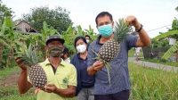 SUASANA panen Nanas Madu Subang di Subak Sembung, beberapa waktu lalu. Foto: ist SUASANA panen Nanas Madu Subang di Subak Sembung, beberapa waktu lalu. Foto: ist