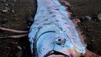 SEEKOR ikan yang diduga berjenis ikan Oarfish terdampar, Jumat (6/11/2020) pagi di pesisir wilayah di kawasan Pesisir Pantai Banjar Dinas Taman Sari, Tianyar, Kubu, Karangasem. Foto: ist SEEKOR ikan yang diduga berjenis ikan Oarfish terdampar, Jumat (6/11/2020) pagi di pesisir wilayah di kawasan Pesisir Pantai Banjar Dinas Taman Sari, Tianyar, Kubu, Karangasem. Foto: ist