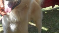 KEINGINAN memelihara anjing Kintamani mengalami peningkatan di tengah pandemi virus Corona (Covid-19). Foto: ist KEINGINAN memelihara anjing Kintamani mengalami peningkatan di tengah pandemi virus Corona (Covid-19). Foto: ist