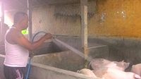 PETERNAK babi saat membersihkan kandang. Akibat populasi belum normal, daging babi Rp90 ribu per kilo. Foto: gia PETERNAK babi saat membersihkan kandang. Akibat populasi belum normal, daging babi Rp90 ribu per kilo. Foto: gia