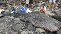 BANGKAI ikan puas tutul (rhincodon typus) ditemukan terdampar di pesisir pantai, Minggu (6/12/2020) pagi. Foto: nad BANGKAI ikan puas tutul (rhincodon typus) ditemukan terdampar di pesisir pantai, Minggu (6/12/2020) pagi. Foto: nad