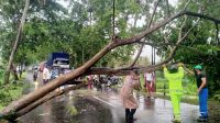 PETUGAS Polsek Bangli bersama Koramil dan Dinas Tata Kota Bangli, memotong dan membersihkan pohon yang roboh di Jalan Ir. Soekarno, Desa Bunutin, Kecamatan Bangli, Senin (14/12/2020). Foto: ist PETUGAS Polsek Bangli bersama Koramil dan Dinas Tata Kota Bangli, memotong dan membersihkan pohon yang roboh di Jalan Ir. Soekarno, Desa Bunutin, Kecamatan Bangli, Senin (14/12/2020). Foto: ist