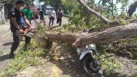 POHON TUMBANG
