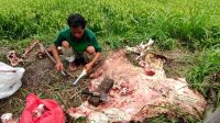 SISA Jeroan dan kepala sapi yang dicuri dengan modus disembelih langsung di lokasi di Kelurahan Banyuasri, Buleleng, ditunjukan oleh Made Redita. Foto: ist SISA Jeroan dan kepala sapi yang dicuri dengan modus disembelih langsung di lokasi di Kelurahan Banyuasri, Buleleng, ditunjukan oleh Made Redita. Foto: ist