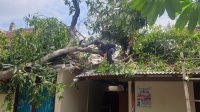 PENANGANAN pohon tumbang di halaman SDN 10 Sumerta, Kota Denpasar, Senin (7/12/2020). Foto: ist PENANGANAN pohon tumbang di halaman SDN 10 Sumerta, Kota Denpasar, Senin (7/12/2020). Foto: ist