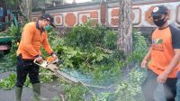 MENGANTISIPASI cuaca ekstrem seperti hujan dan angin kencang, BPBD Tabanan merabas sejumlah pohon perindang di pinggir jalan yang dinilai bisa membahayakan, Selasa (1/12/2020). Foto: ist MENGANTISIPASI cuaca ekstrem seperti hujan dan angin kencang, BPBD Tabanan merabas sejumlah pohon perindang di pinggir jalan yang dinilai bisa membahayakan, Selasa (1/12/2020). Foto: ist